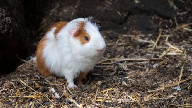 Mi cobaya casera está triste, ¿qué hacer?