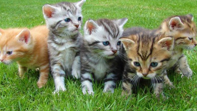 Gatos de Pottenger: