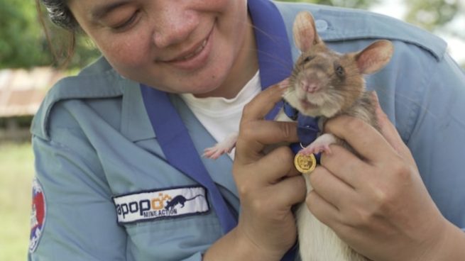 Twitter: Una rata recibe la medalla al mérito por su trabajo en la detección de bombas