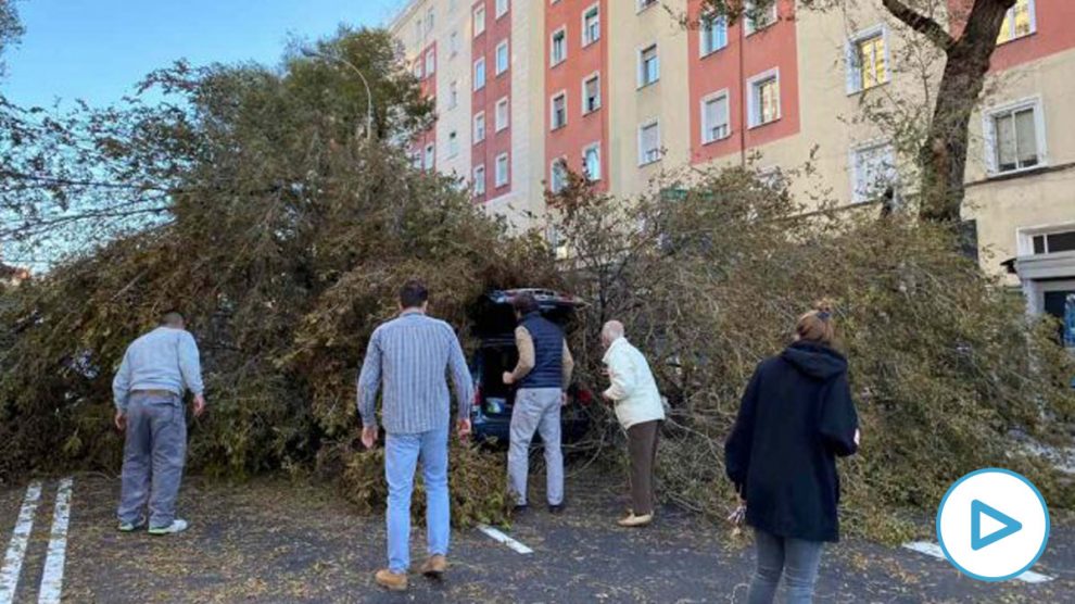 Lugar donde un árbol ha caído encima de un coche por las fuertes rachas de viento