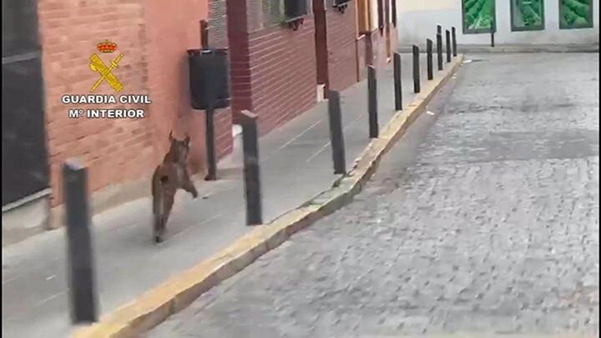 Lince ibérico corriendo por las calles de Rociana del Condado