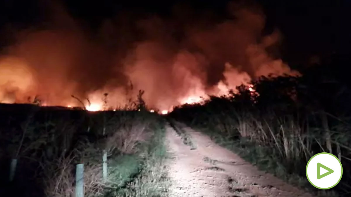 Imagen de uno de los focos del incendio en la Albufera de Alcúdia. (Foto: IBANAT)