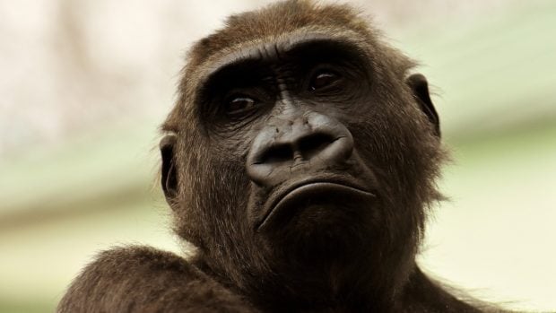 Una cuidadora del zoo de Madrid herida de gravedad al ser atacada por un gorila