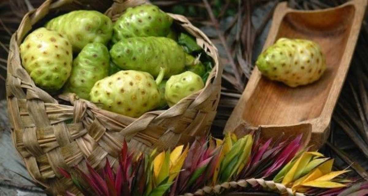 Jugo de Noni beneficios y contraindicaciones de la fruta exótica