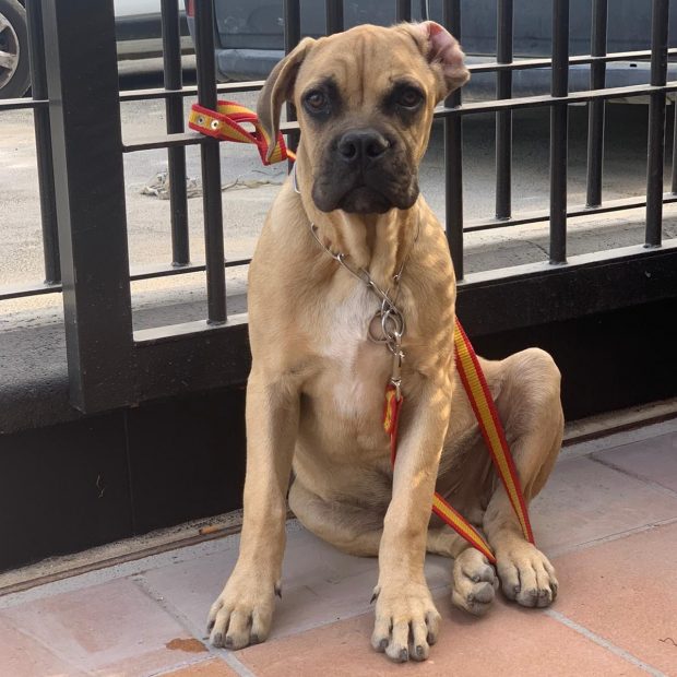 Rocco, perro robado en Espartinas