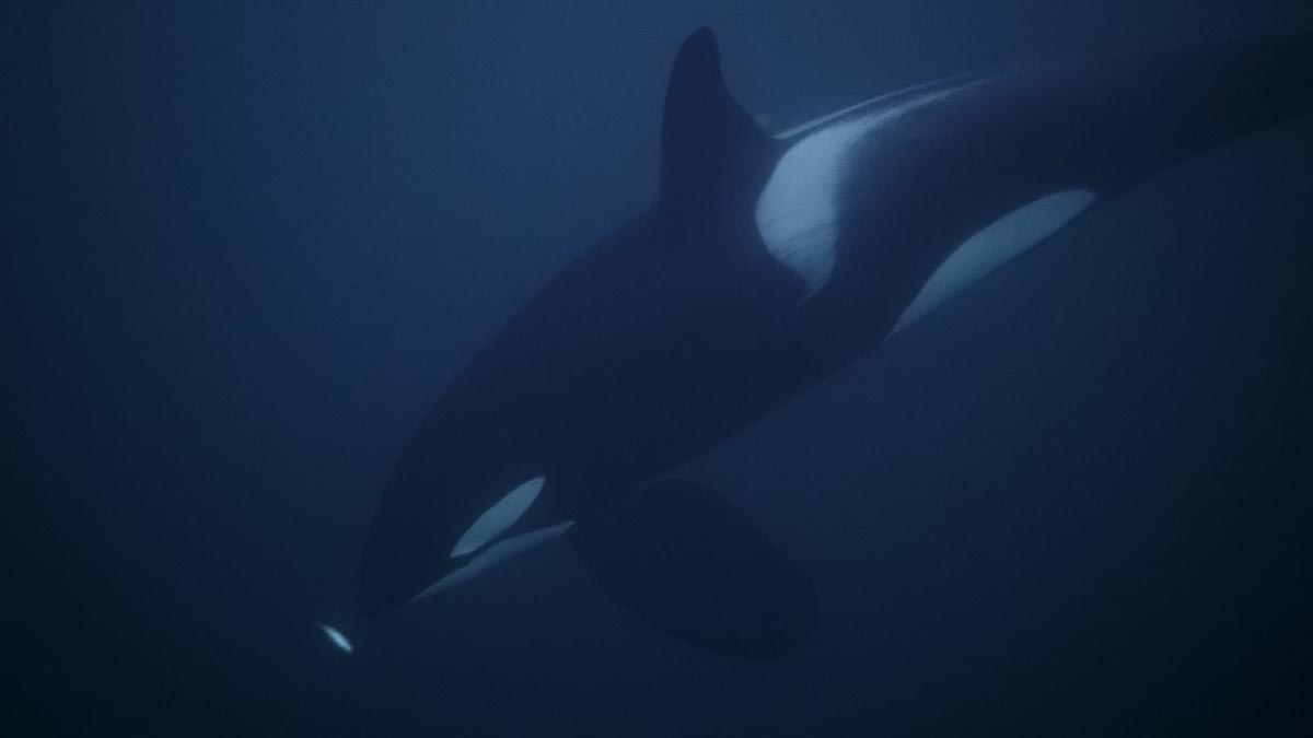 Orcas.