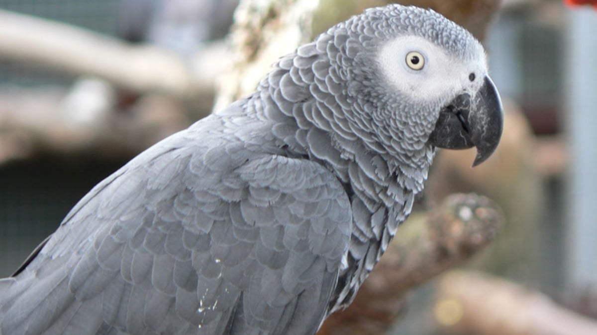 Twitter: Cinco loros grises africanos aislados de un zoo por insultar a los turistas