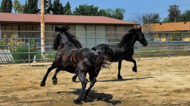 32 caballos contagiados en la provincia de Cádiz