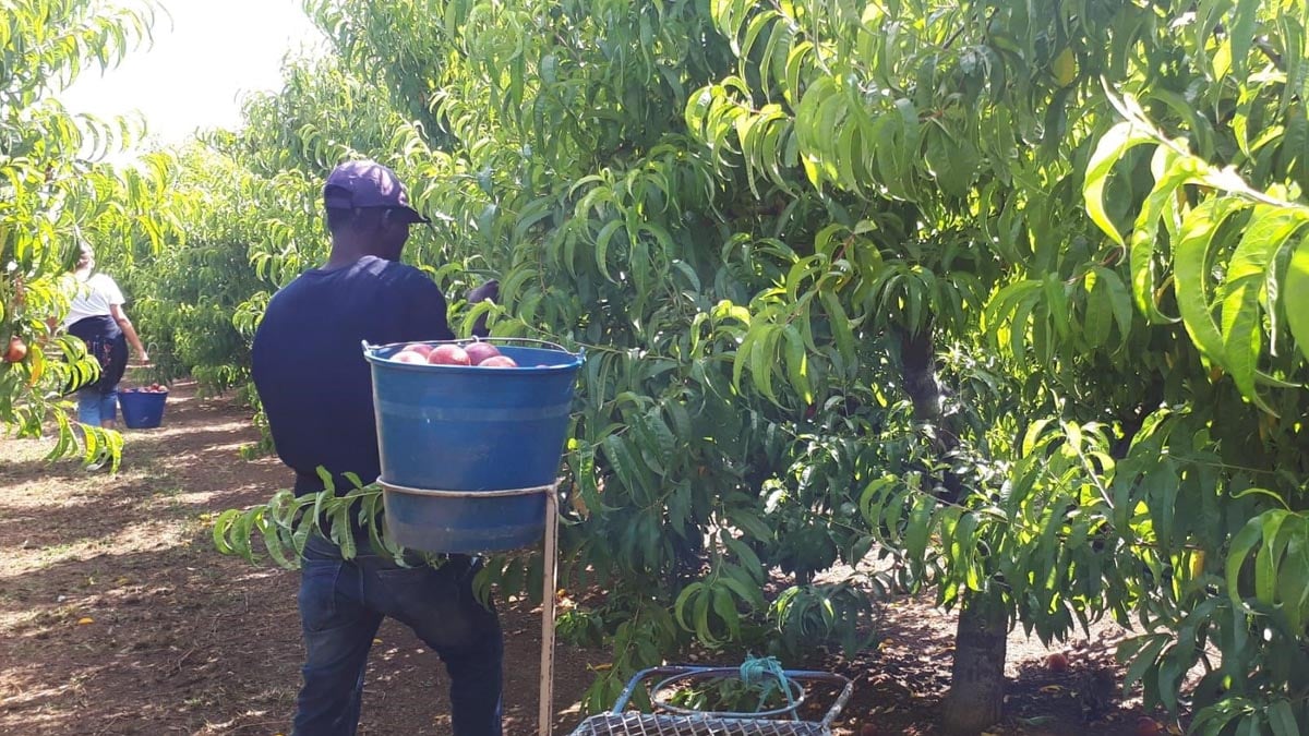 Los inmigrantes que trabajaron en el campo durante la pandemia tendrán autorización de residencia y trabajo dos años