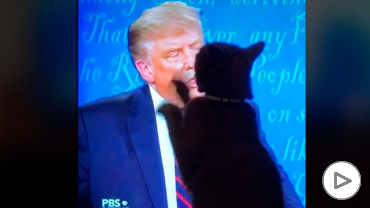TikTok: La reacción de la gata seguidora de Donald Trump que se ha convertido en viral