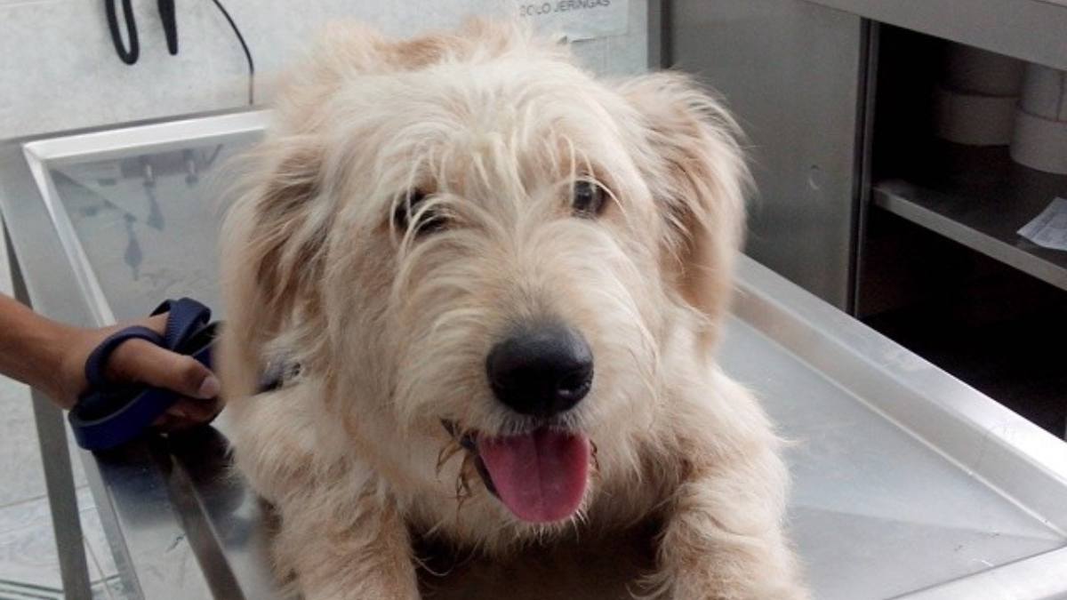 ¿Es la fisioterapia para perros?