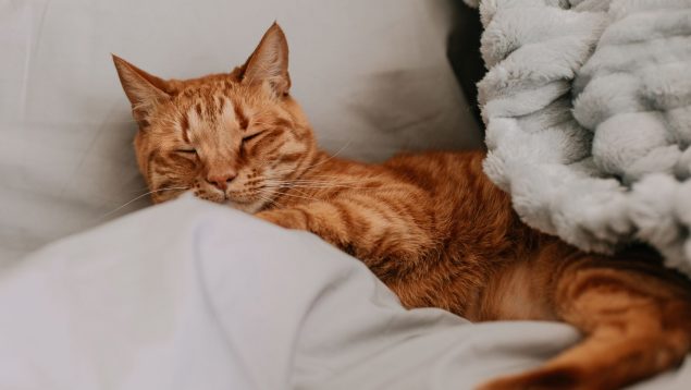¿Cómo evitar que tu gato siga subiendo a tu cama?