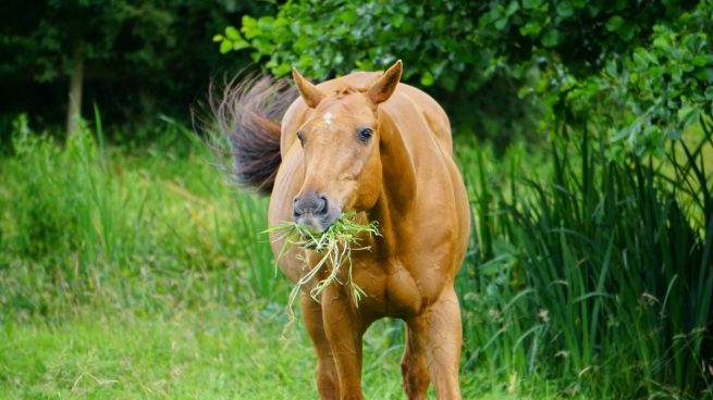 Alimentación caballo