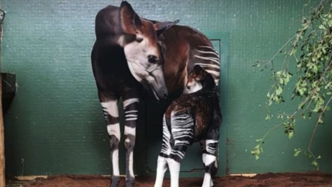 Nace un bebé okapi en el zoo de Londres: ¿cómo es este animal tan peculiar?
