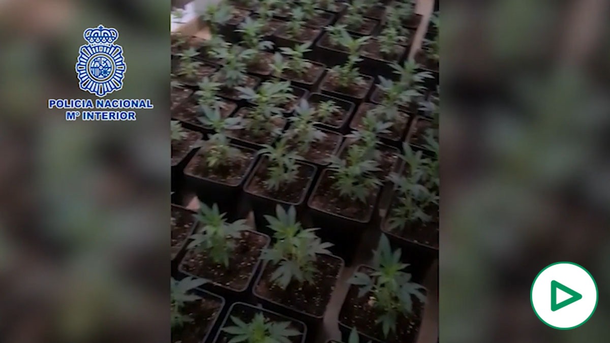 Halladas 300 plantas de marihuana en una casa de Málaga