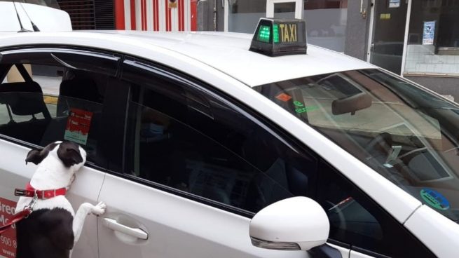 Así funciona Taxi Guau, el primer servicio de taxis para perros en España