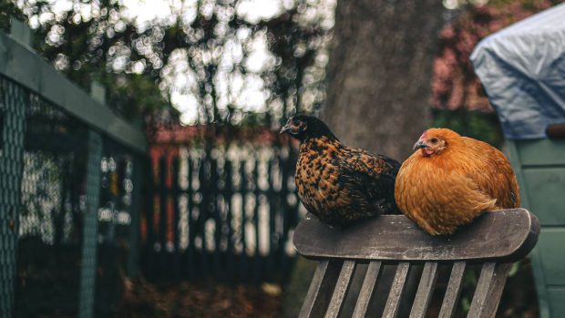 Aves de corral