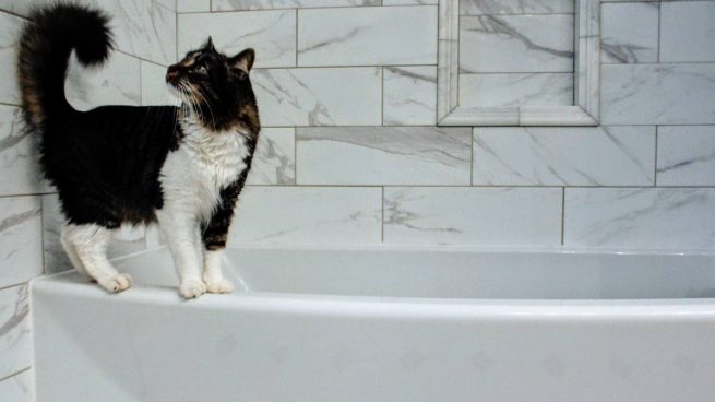 Baño de tu gato