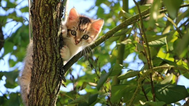 Alergias en gato