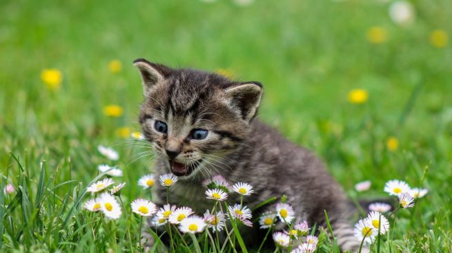 Gato entre flores