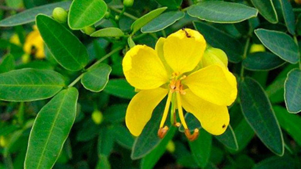 Beneficios de la hoja de sen