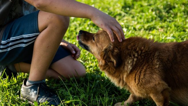 La terapia asistida con perros, eficaz para tratar el síndrome alcohólico fetal