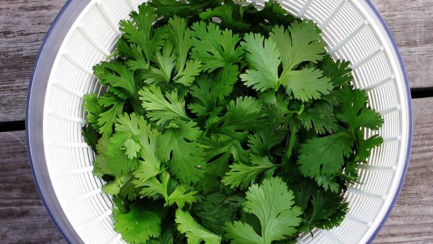 Aliño de cilantro para tu ensalada