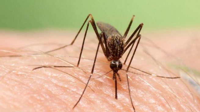 La Junta fulmigará las zonas afectadas por el mosquito del Virus del Nilo en Cádiz
