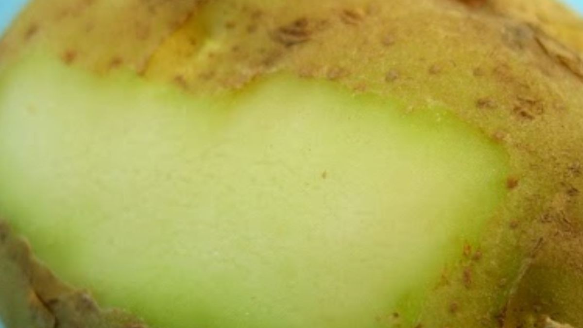 Parte verde de la patata