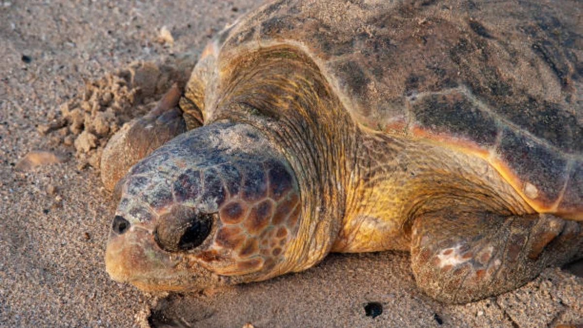El motivo para que nazcan más tortugas hembra se debe al calentamiento global