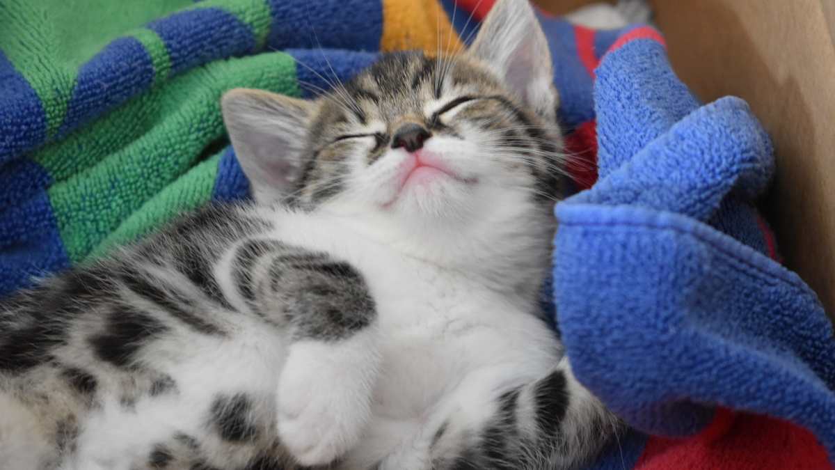 Gato durmiendo