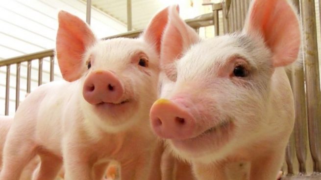 Alerta sanitaria: una nueva cepa de coronavirus en cerdos podría contagiar a los humanos