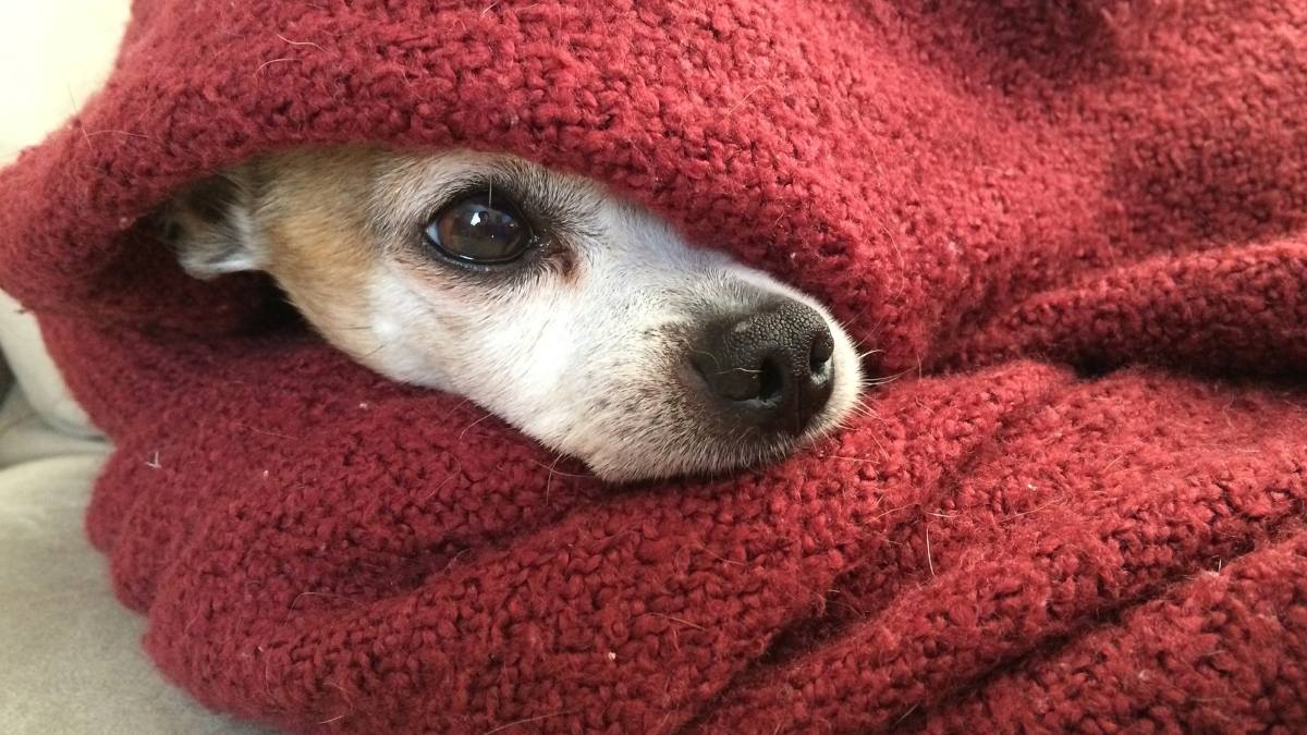 Mascotas en invierno