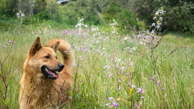 Perro con alergia