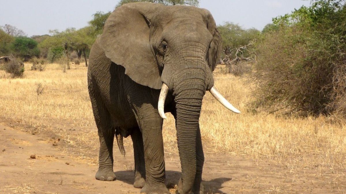 A Spanish tourist died after being trampled by an elephant in South Africa