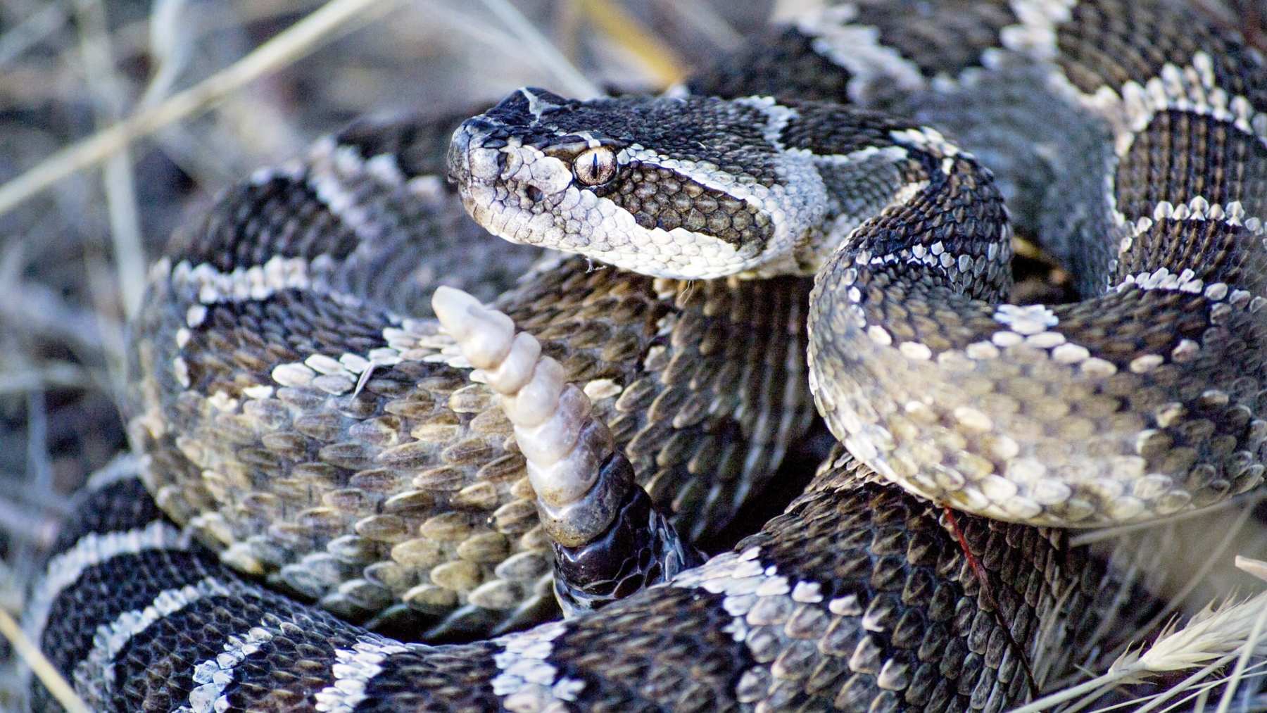 5 serpientes más venenosas