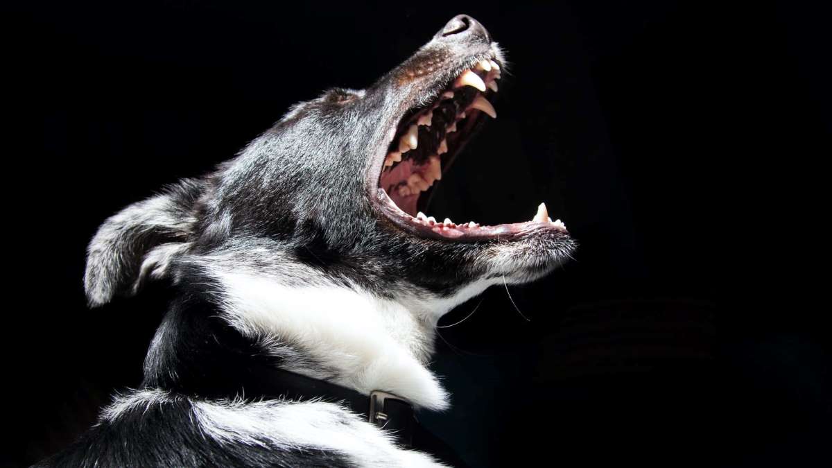La higiene dental es también muy importante en perros