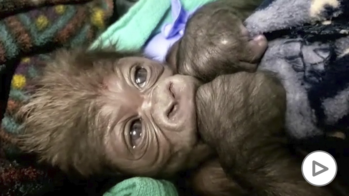 El zoo de Boston celebra el nacimiento de una nueva cría de gorila