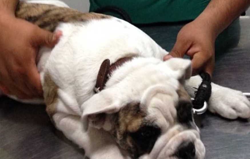 Embarazo de tu mascota