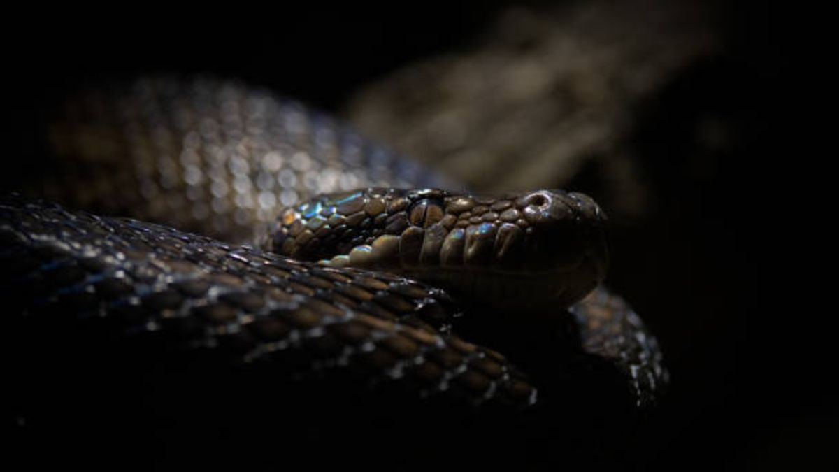 Cómo ven las serpientes presas en la oscuridad?
