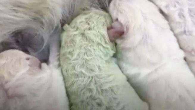 Nace un perro verde en Italia: ¿por qué es de este color?