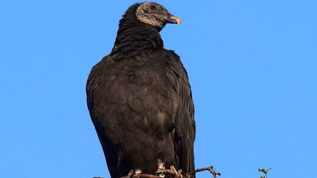 Buitre vigilando