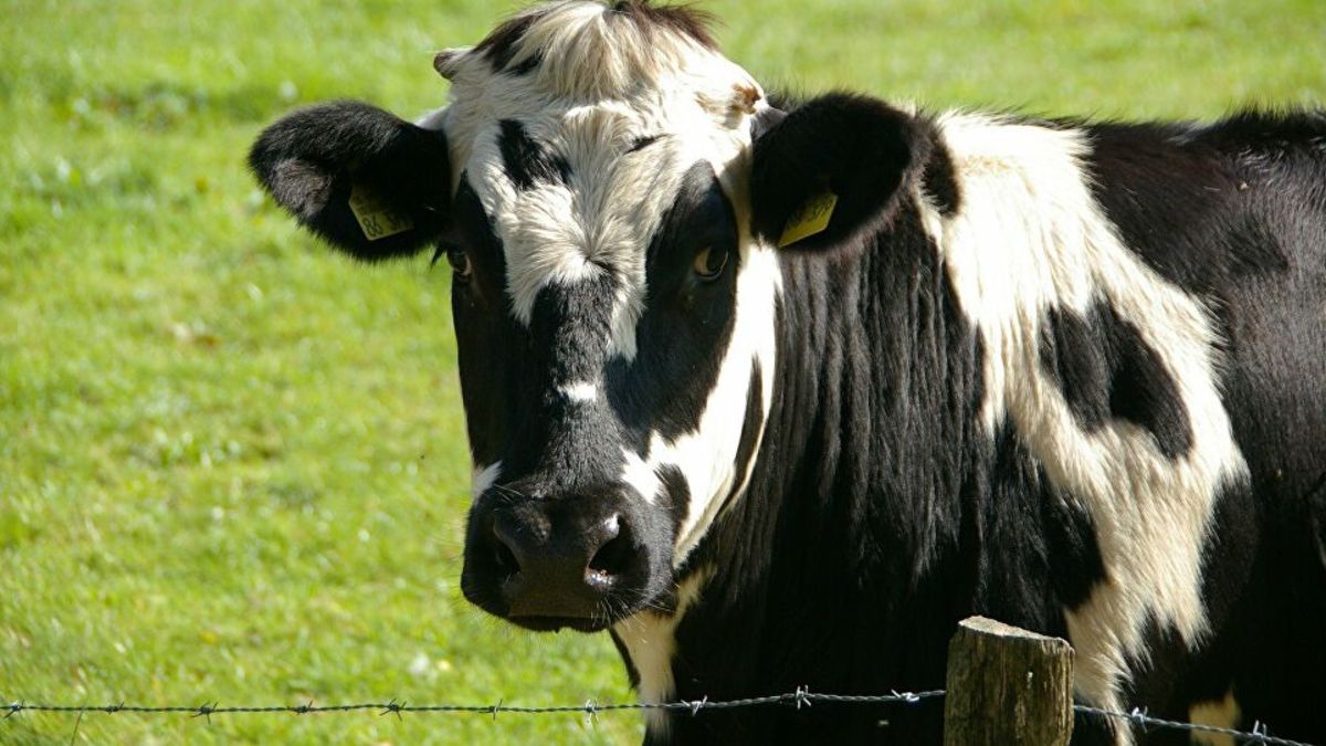 El 1 de noviembre de 1986 se da a conocer el primer caso de la enfermedad de las vacas locas
