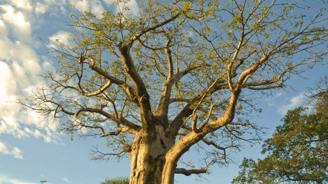 Árbol baobab