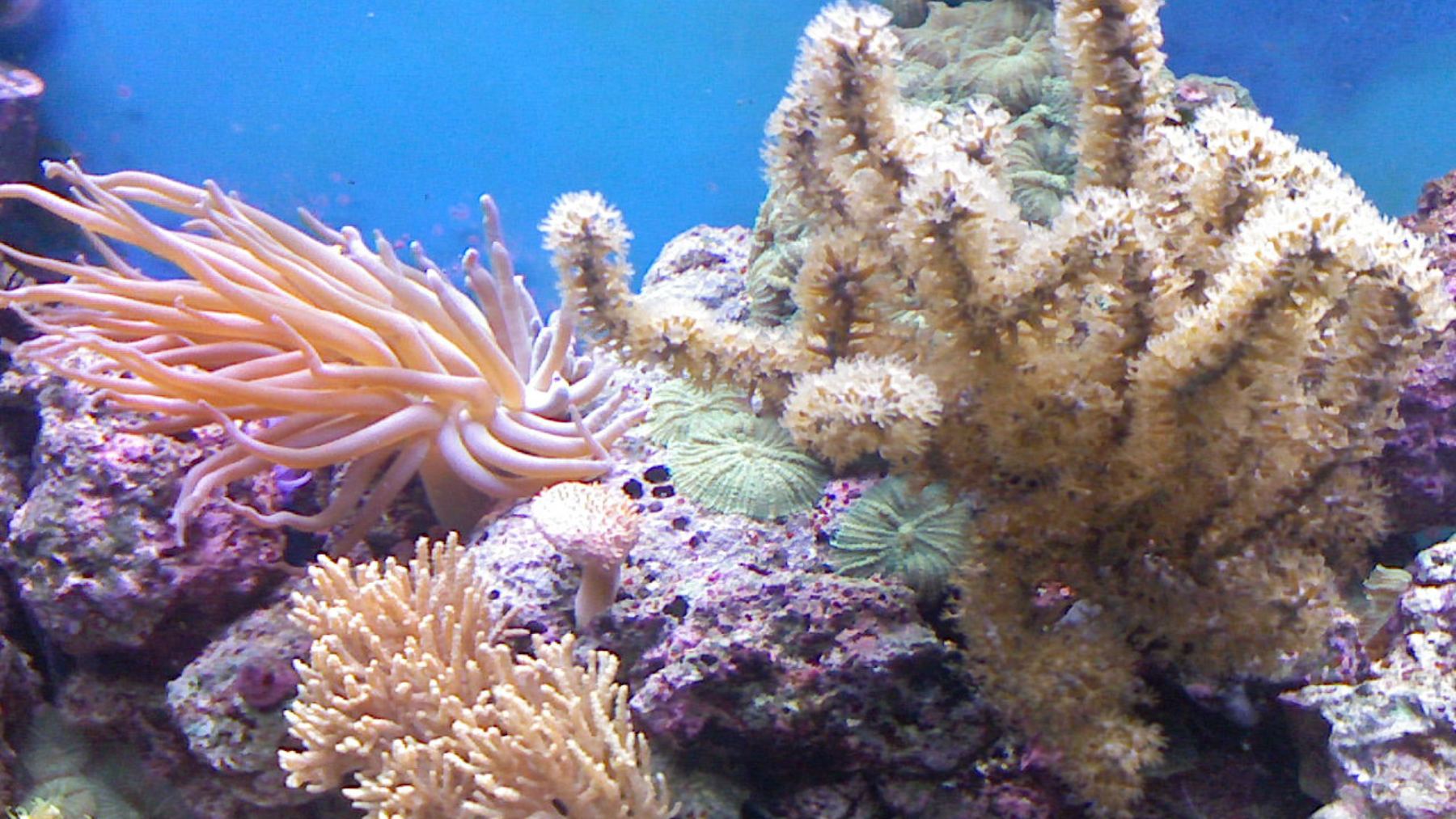 Blanqueamiento de coral