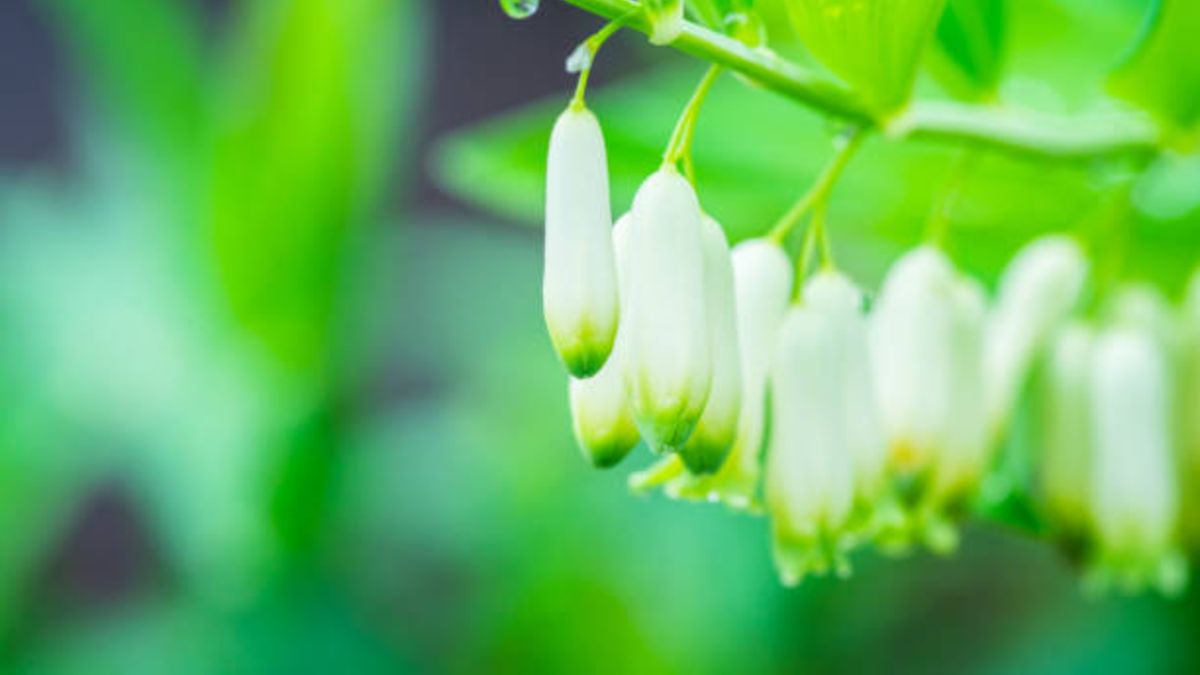plantas se han extinguido