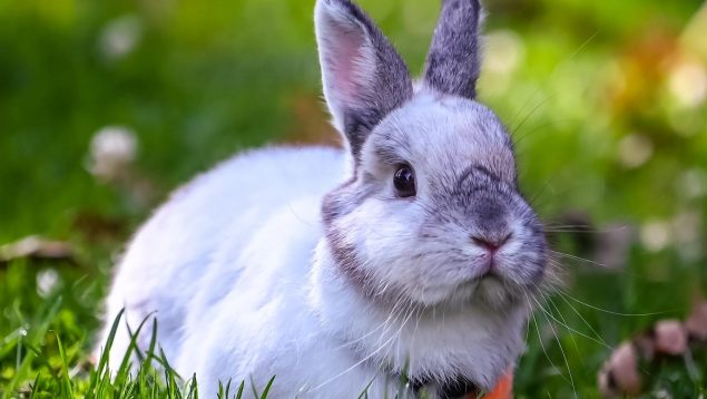 Síntomas de estrés en los conejos