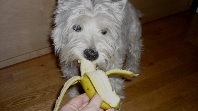Perro comiendo plátano