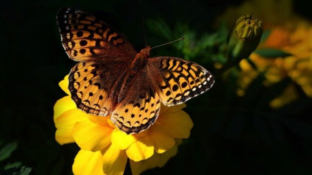 Mariposa y biodiversidad