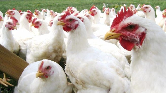 Qué es la nueva cepa de gripe aviar H5N1 y por qué es tan peligrosa